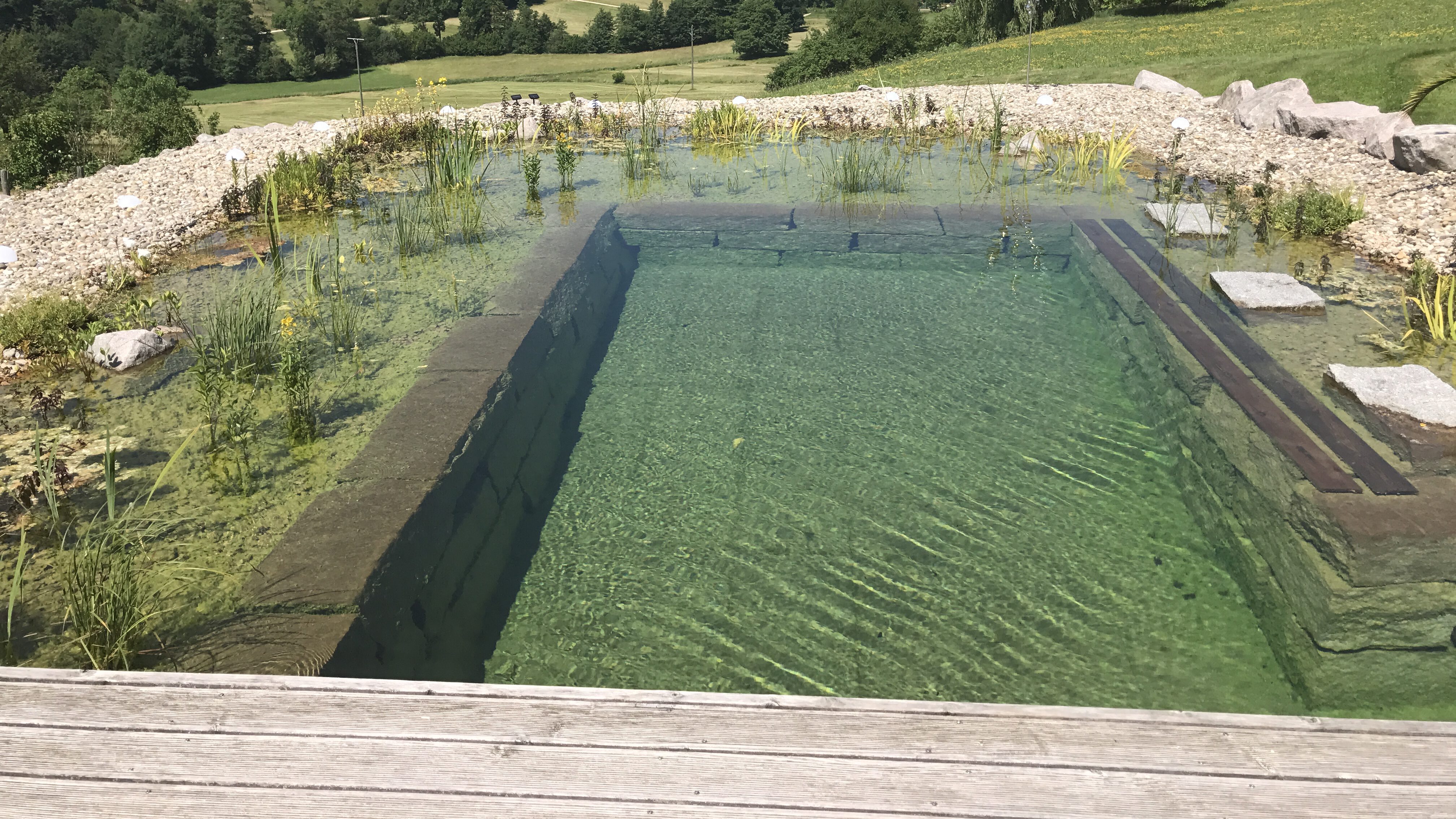 Bepflanzung Schwimmteich Der Teichservice