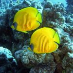 Aquaristik - gelbe Fische