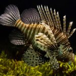 Aquaristik - Aquarien Fische